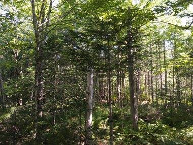 Map6-lot3 Sherman Road Robbinston, ME 04671 - Photo 9 of 10 9