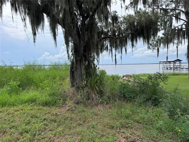 a view of a field with plants and trees