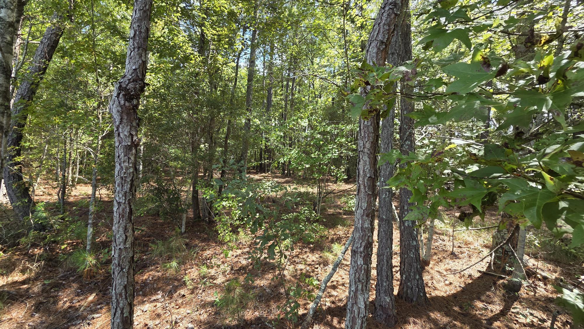 1331 North Brewington Road Manning, SC 29102 - Photo 59 of 62 WOODS PHOTO