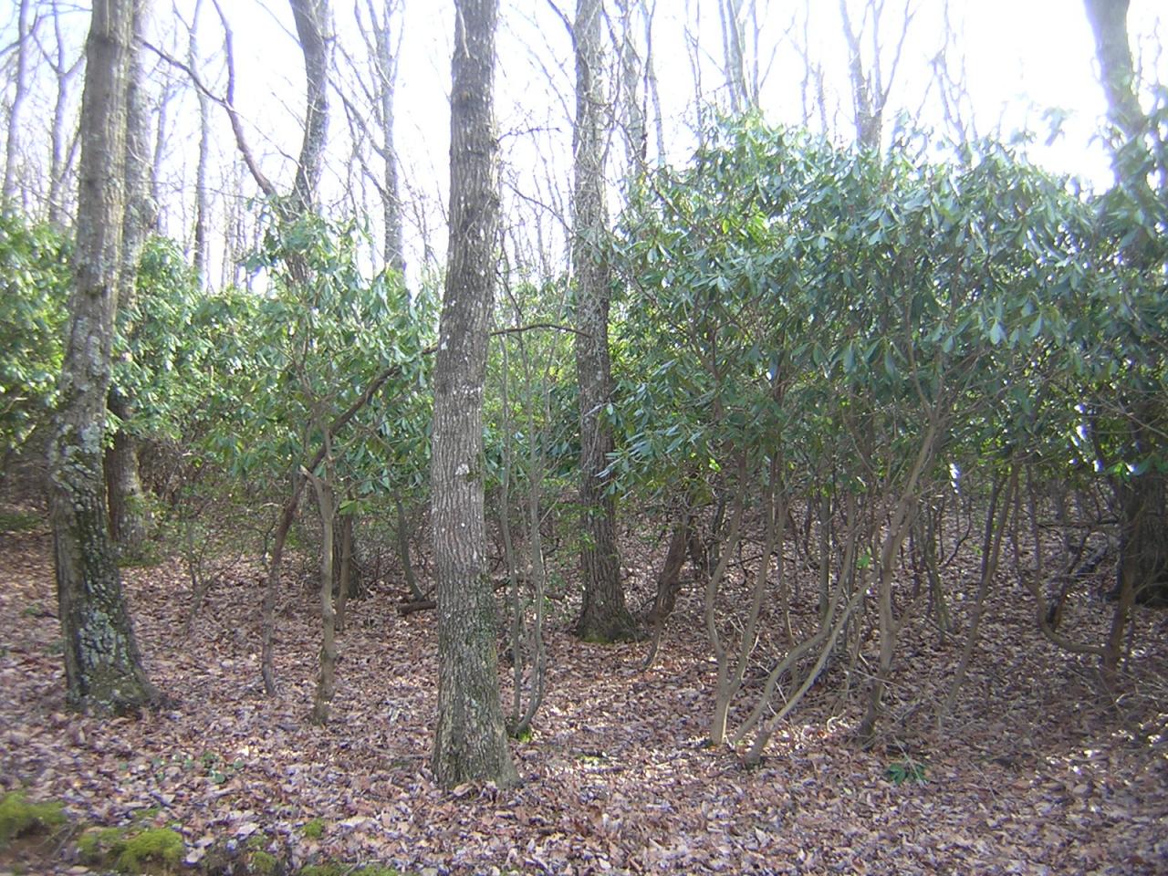 Lot 6 Countyline Church Road Southeast Floyd, VA 24091 - Photo 1 of 5 Wooded Lot