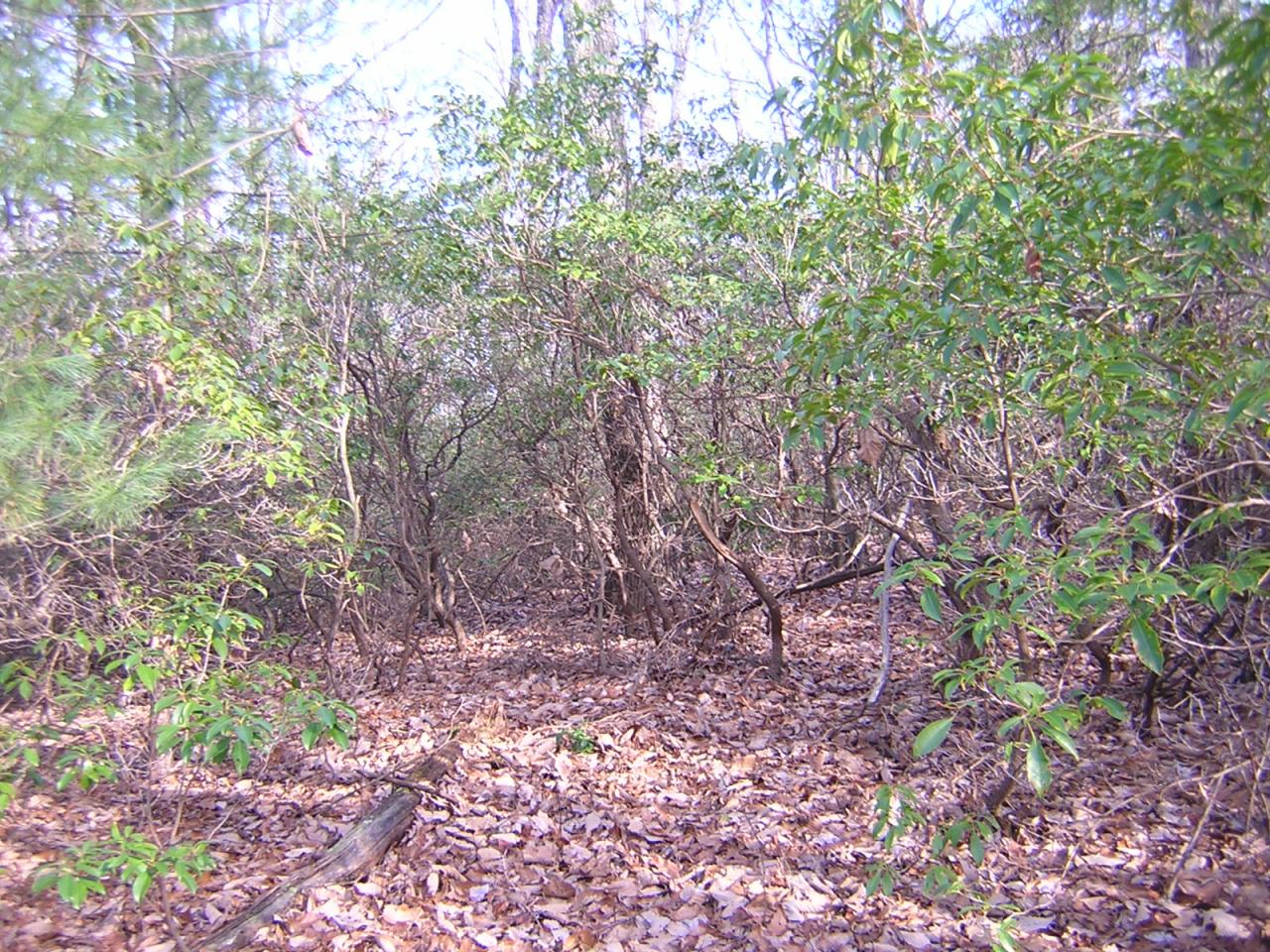 Lot 6 Countyline Church Road Southeast Floyd, VA 24091 - Photo 4 of 5 Lot View