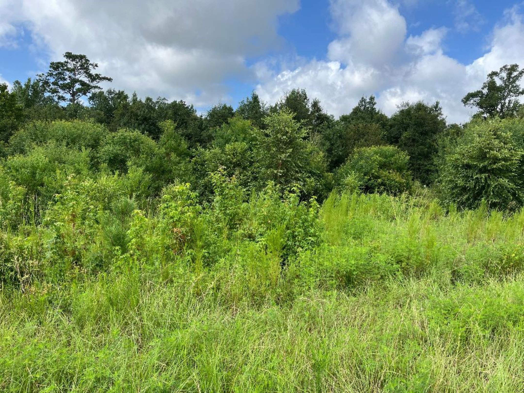 0 Fm-3317 Groveton, TX 75845 - Photo 19 of 20 a view of a lush green space