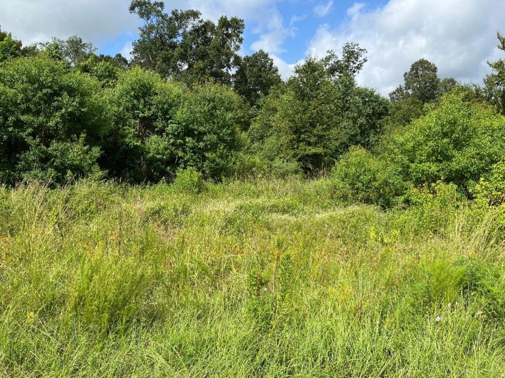 0 Fm-3317 Groveton, TX 75845 - Photo 20 of 20 a view of a big yard with plants and large trees