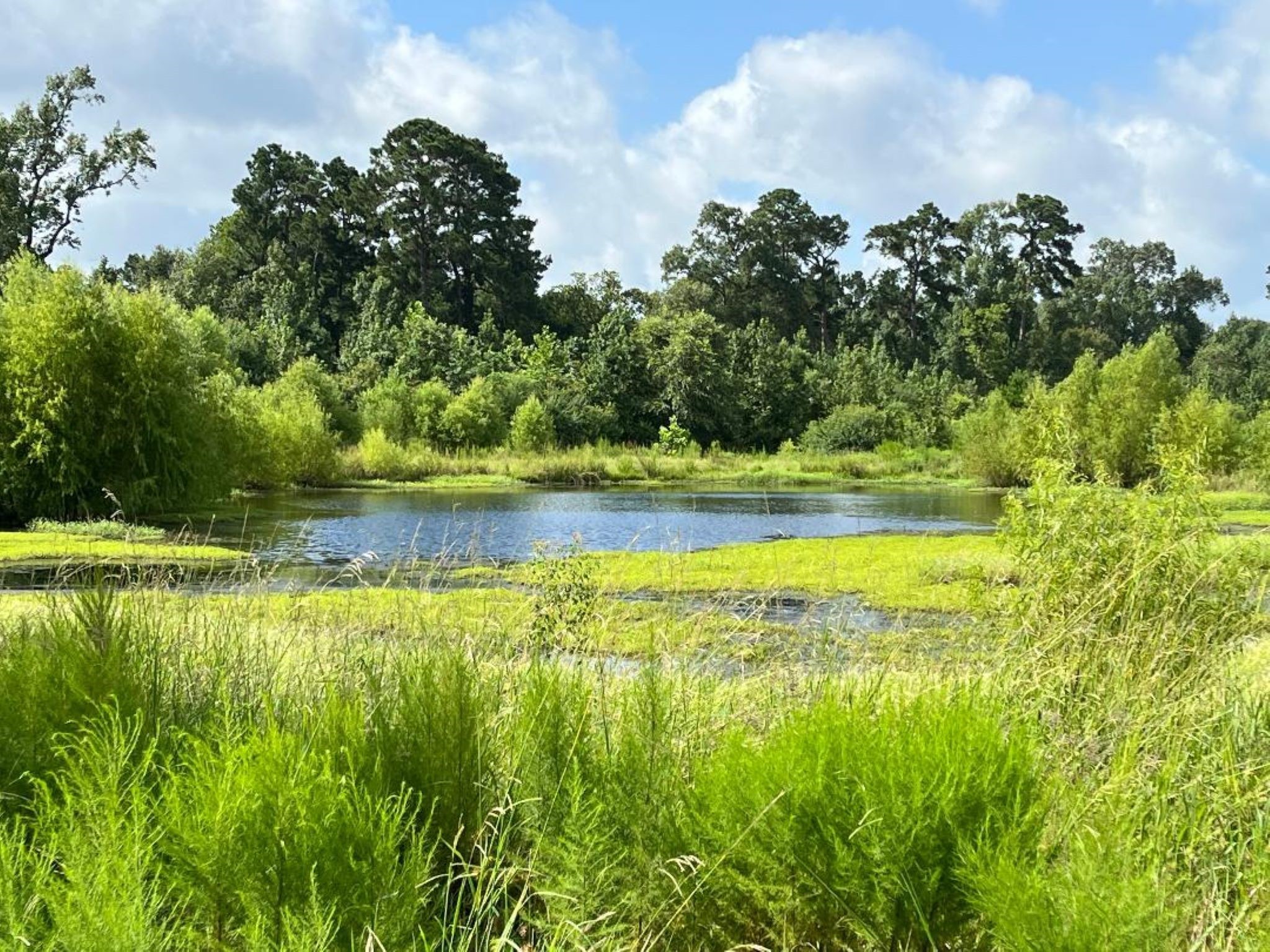 0 Fm-3317 Groveton, TX 75845 - Photo 2 of 20 a view of a yard with a house in the background