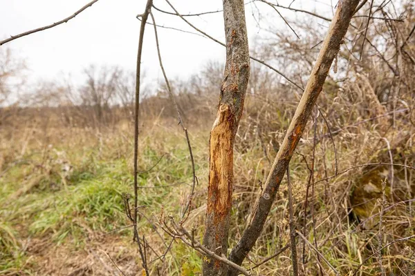 $325,000 | 0 County Road, Strum, WI 54770