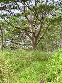 $1,875,000 | Lot A Meyer Road, Pahala, HI 96777