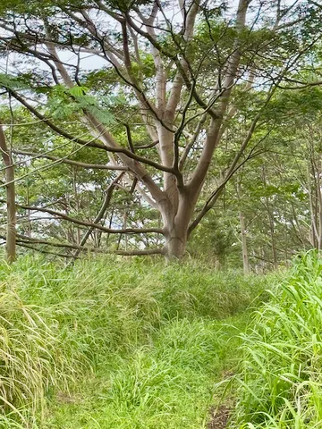 a view of yard with green space