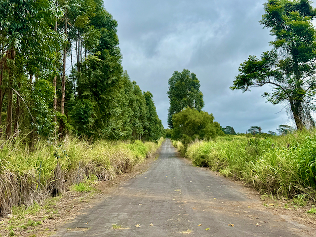 Lot A Meyer Road Pahala, HI 96777 - Photo 4 of 13 a view of a garden with plants and large trees