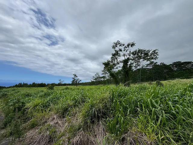 a view of a big yard with potted plants and large trees