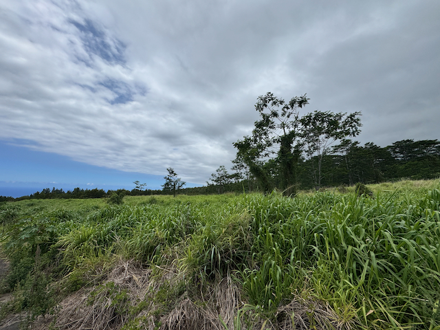 Lot A Meyer Road Pahala, HI 96777 - Photo 9 of 13 a view of a big yard with potted plants and large trees