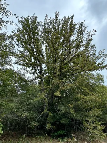 $14,000 | 36 Nelson Court, Louisville, GA 30434