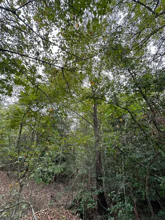 $14,000 | 36 Nelson Court, Louisville, GA 30434
