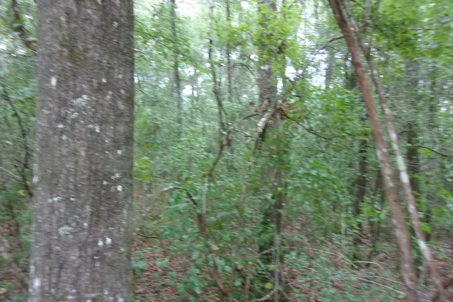 a view of a lush green forest