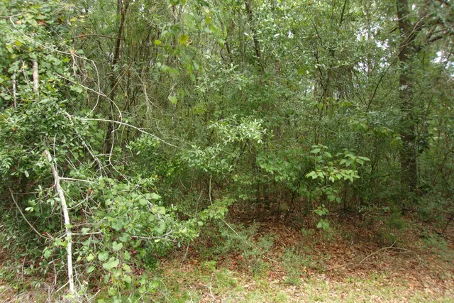 a close view of a forest that has a tree