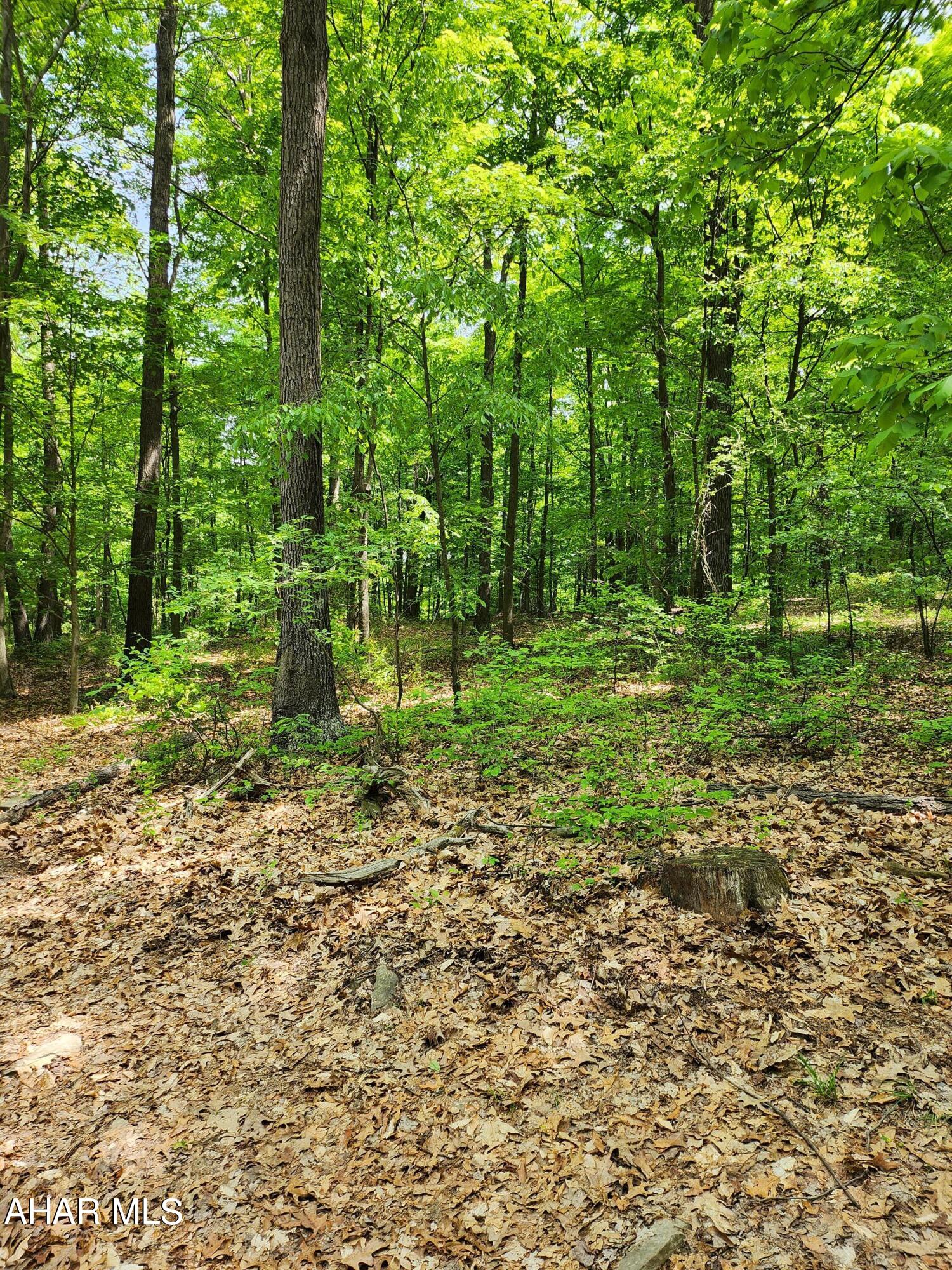 0 Mosquito Hollow Road Six Mile Run, PA 16679 - Photo 7 of 29