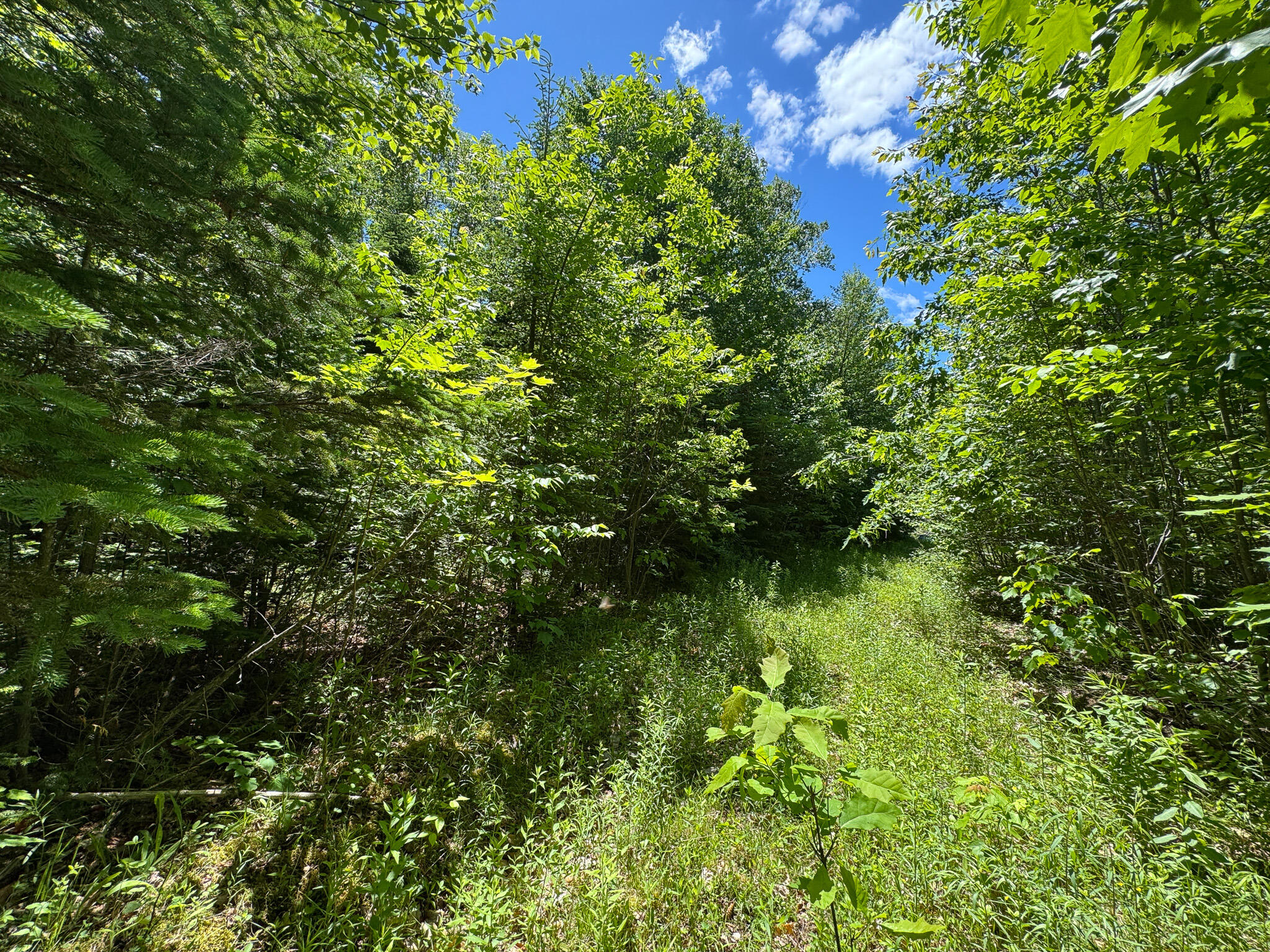 B B Lookout Lane Springfield, ME 04487 - Photo 13 of 33