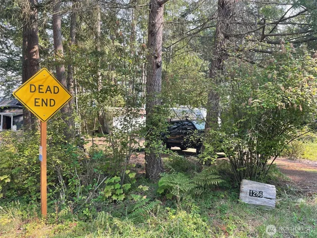 a view of a bunch of plants and trees