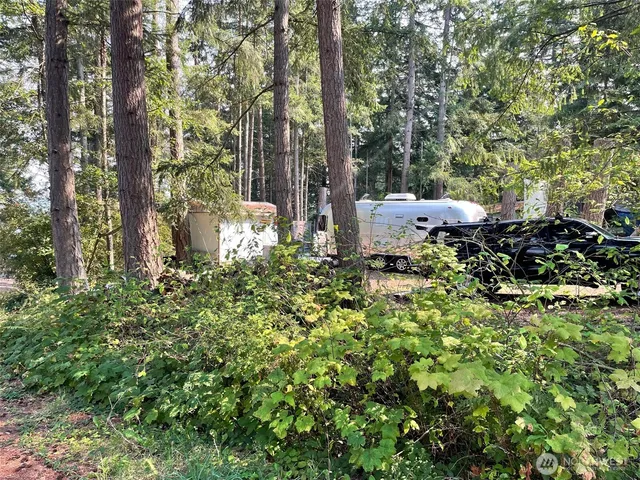 a view of a forest with trees