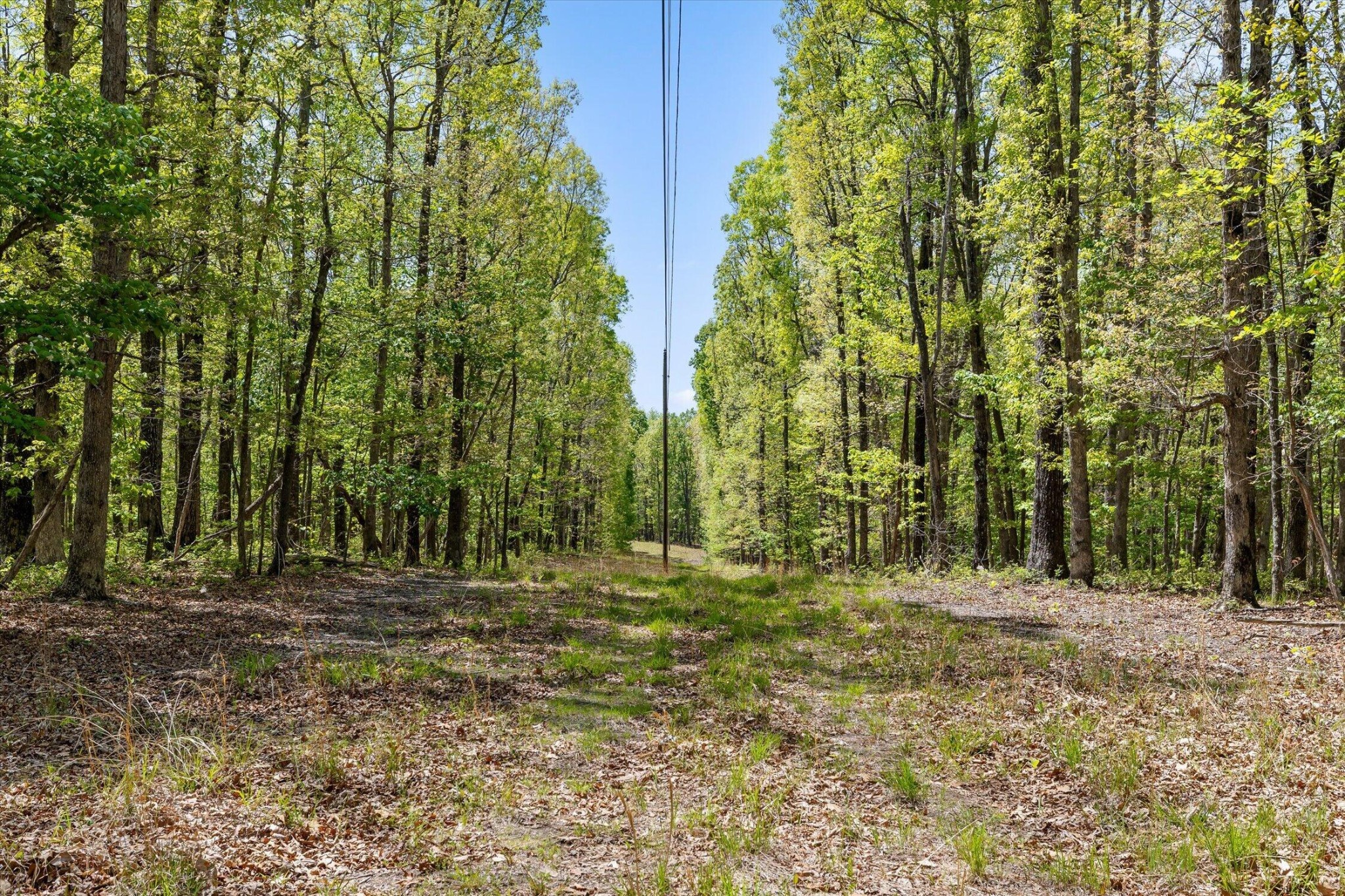 0 Deepwoods Road Sewanee, TN 37375 - Photo 12 of 50 a view of outdoor space with trees