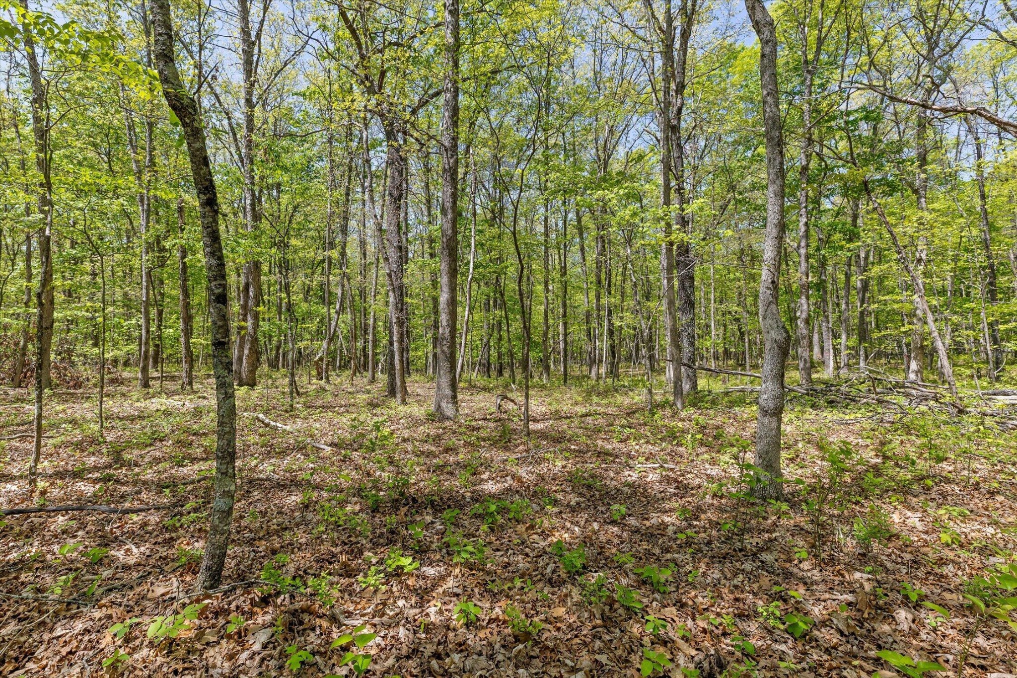 0 Deepwoods Road Sewanee, TN 37375 - Photo 13 of 50 a view of outdoor space and garden
