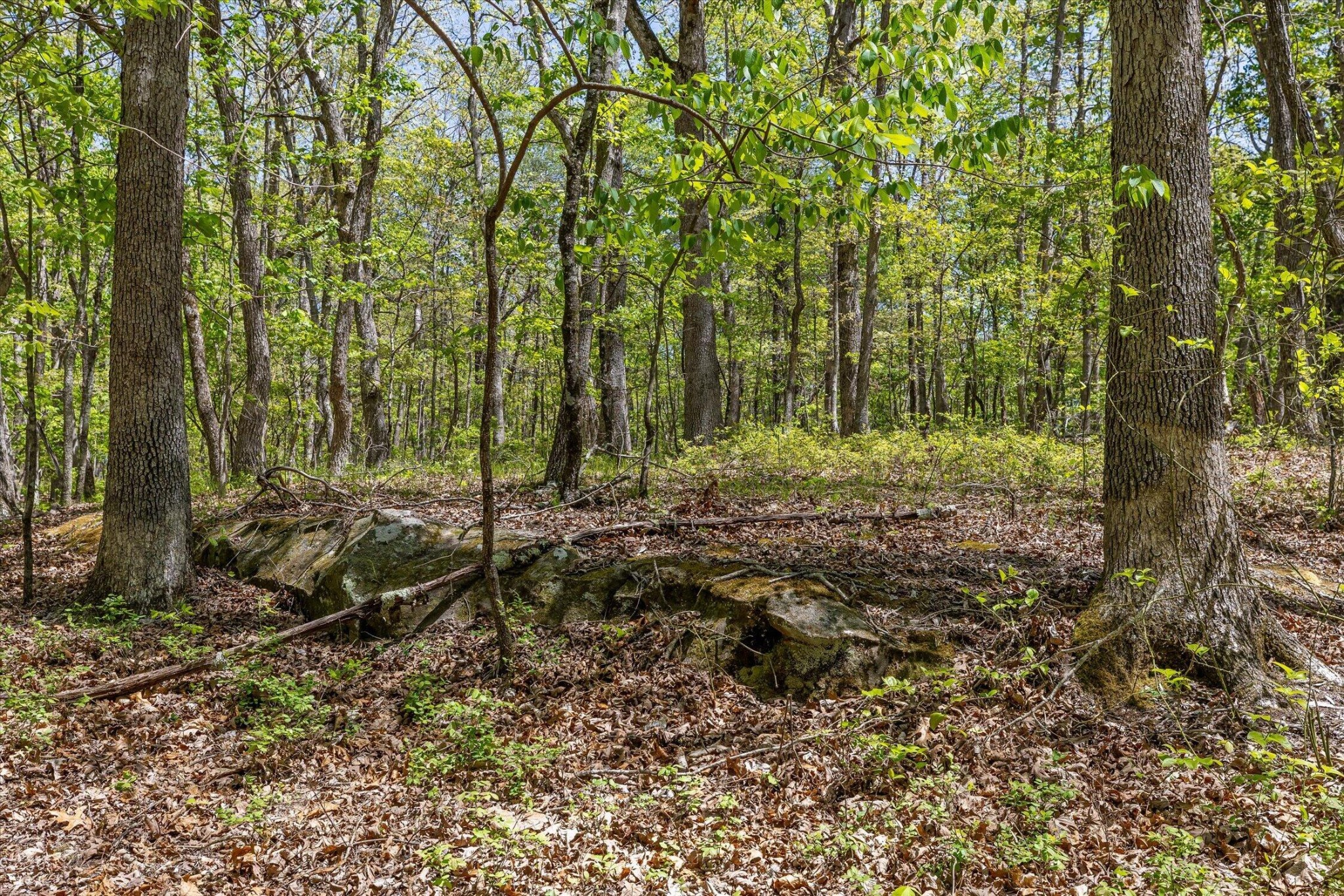 0 Deepwoods Road Sewanee, TN 37375 - Photo 21 of 50 a view of a forest with trees