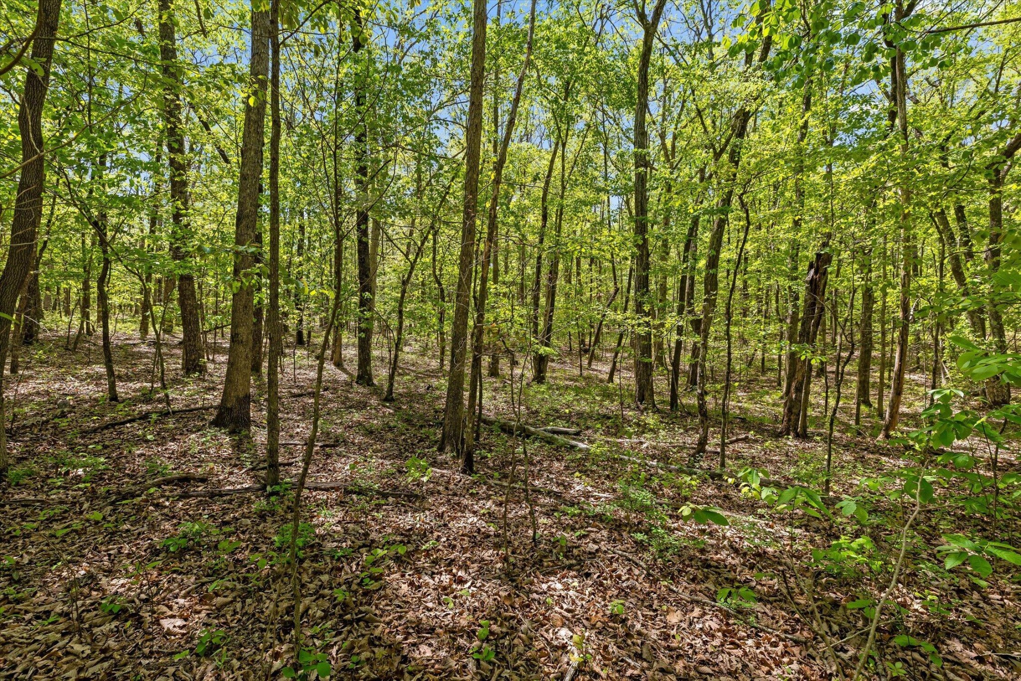 0 Deepwoods Road Sewanee, TN 37375 - Photo 23 of 50 a view of outdoor space and garden