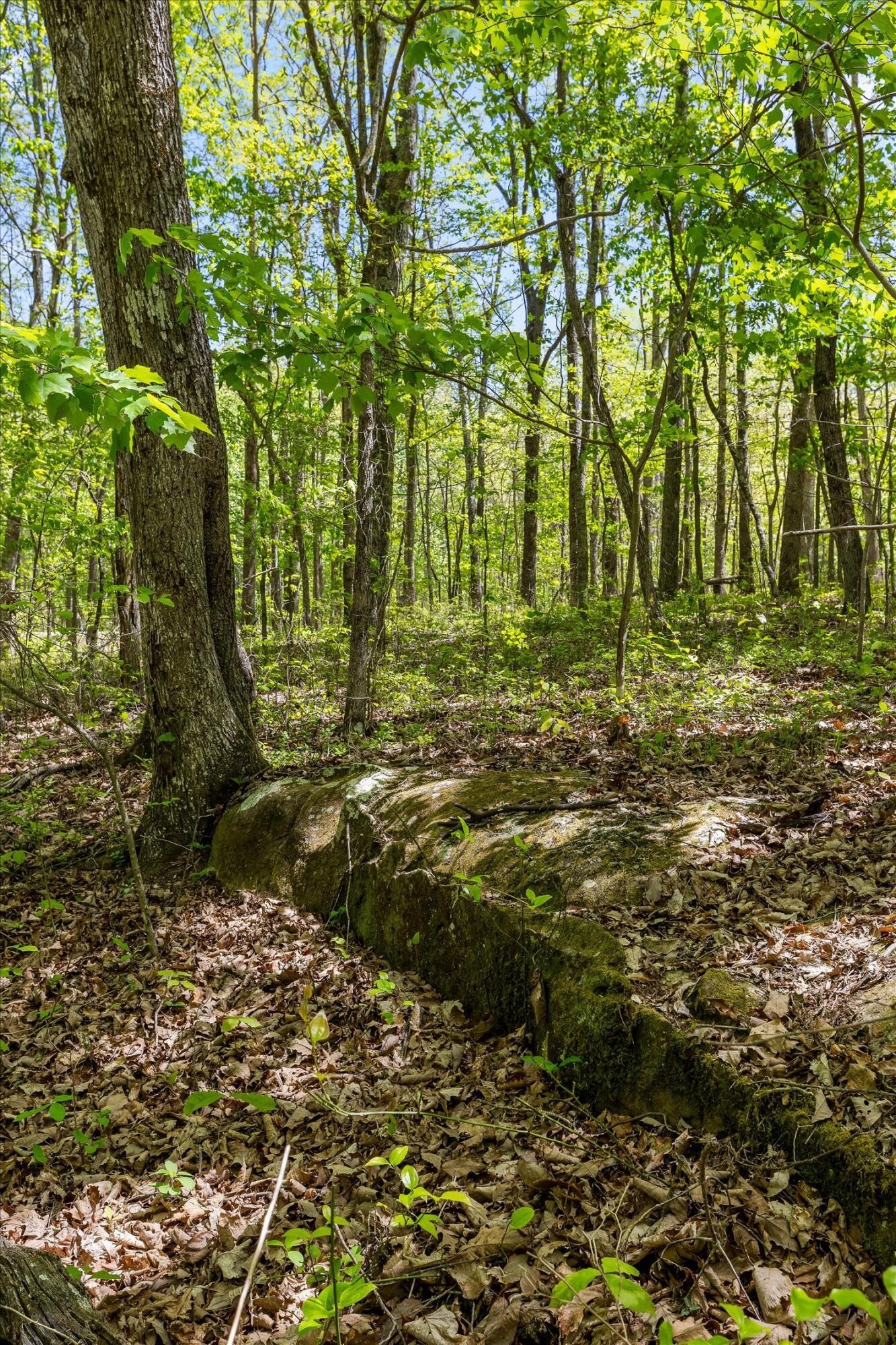 0 Deepwoods Road Sewanee, TN 37375 - Photo 26 of 50 a view of a trees with a yard