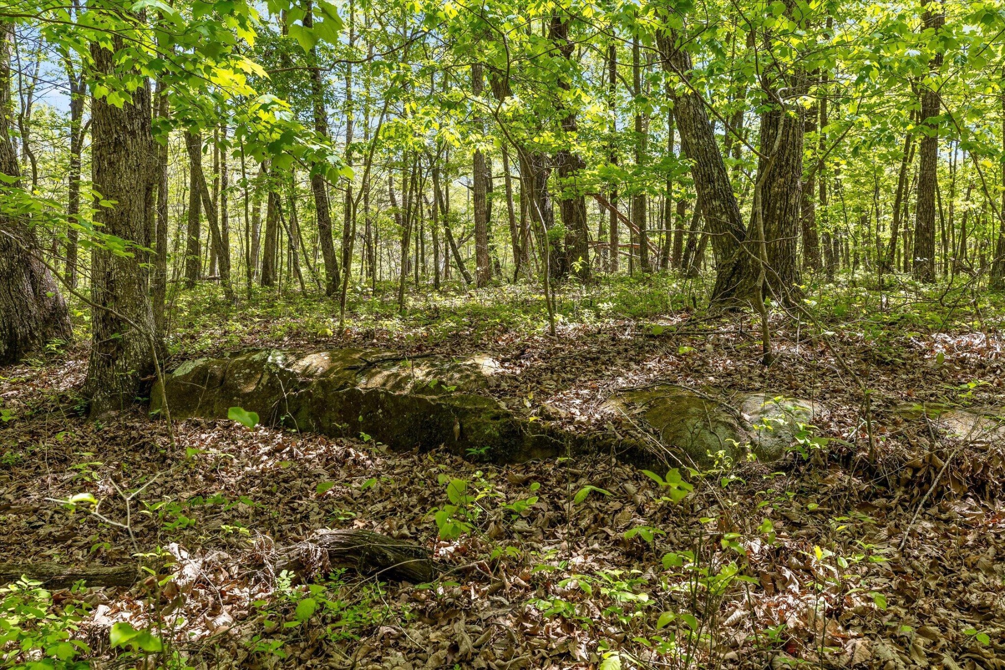 0 Deepwoods Road Sewanee, TN 37375 - Photo 27 of 50 a view of outdoor space and green space