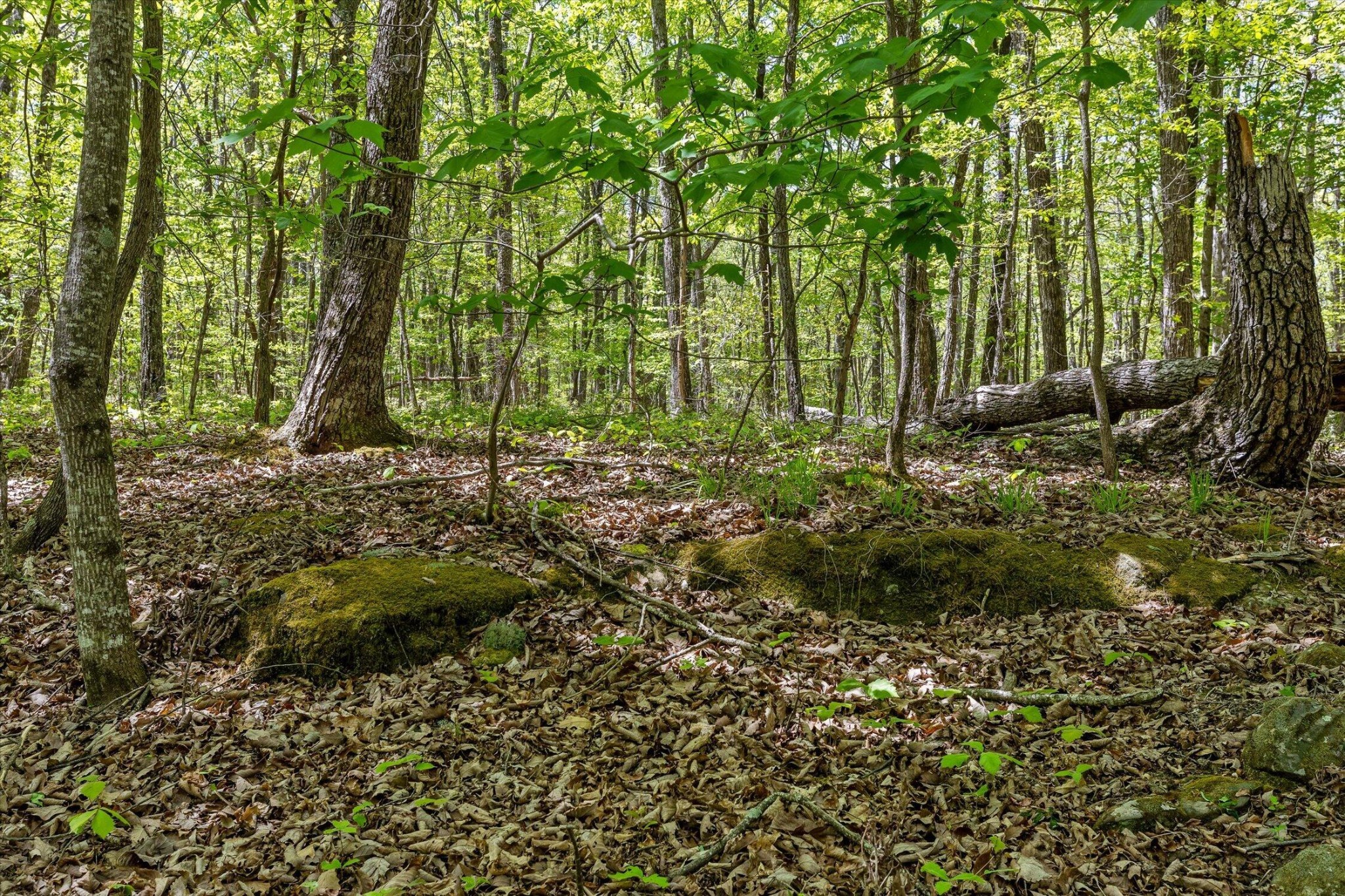 0 Deepwoods Road Sewanee, TN 37375 - Photo 30 of 50 a view of trees and bushes