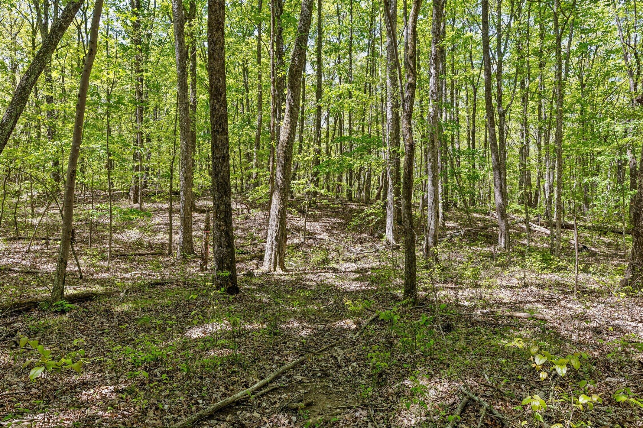 0 Deepwoods Road Sewanee, TN 37375 - Photo 32 of 50 a view of trees and pathway