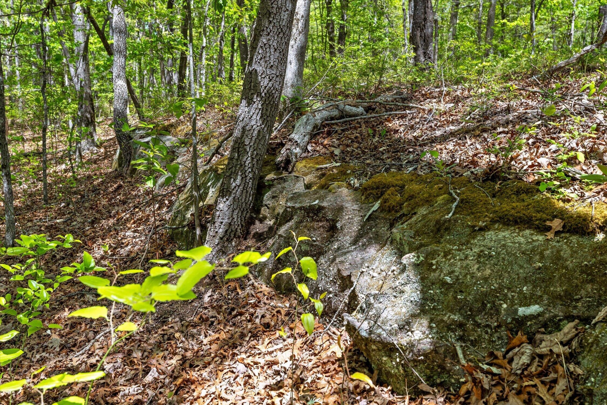 0 Deepwoods Road Sewanee, TN 37375 - Photo 7 of 50 a view of a tree with a yard