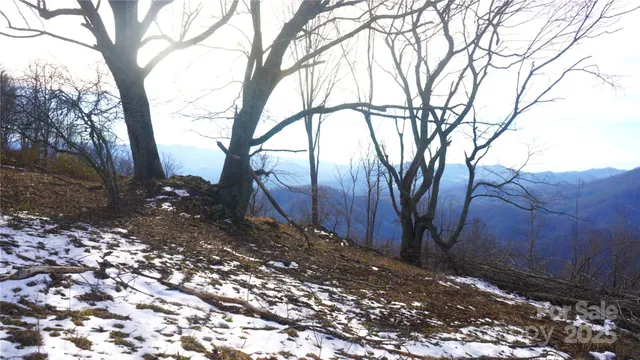 a view of backyard with tree