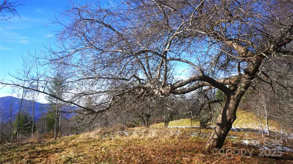 a view of a yard with plants and trees