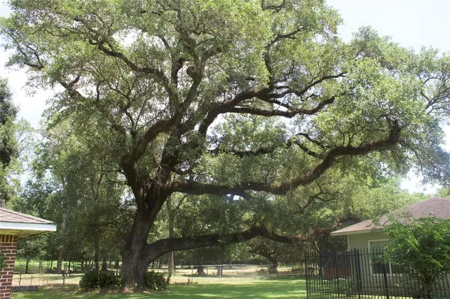 a view of a park with large trees