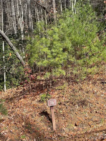 a view of a yard with a tree
