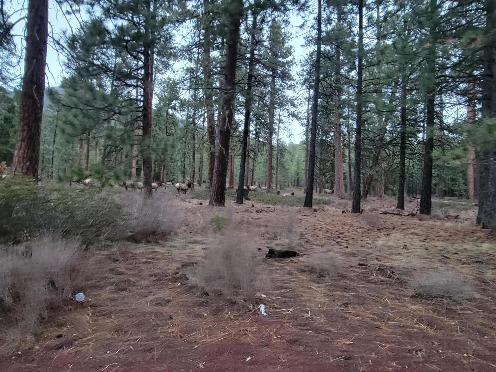 13784 Partridge Foot Black Butte Ranch, OR 97759 - Photo 39 of 68 20220302_175005