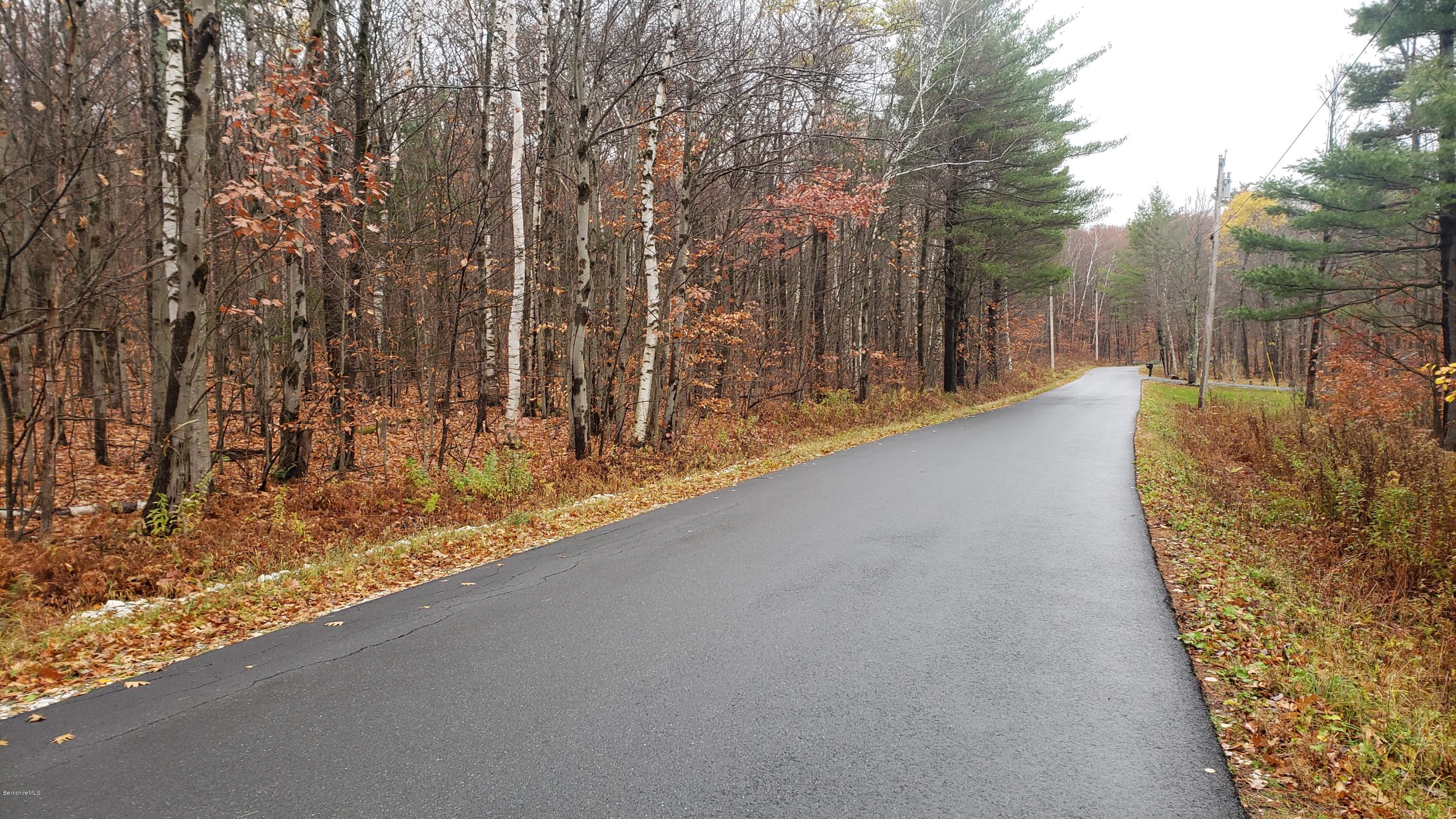 a view of a forest with trees