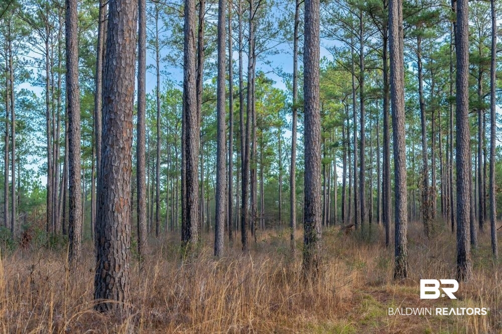 0 Private Road Millry, AL 36558 - Photo 20 of 50
