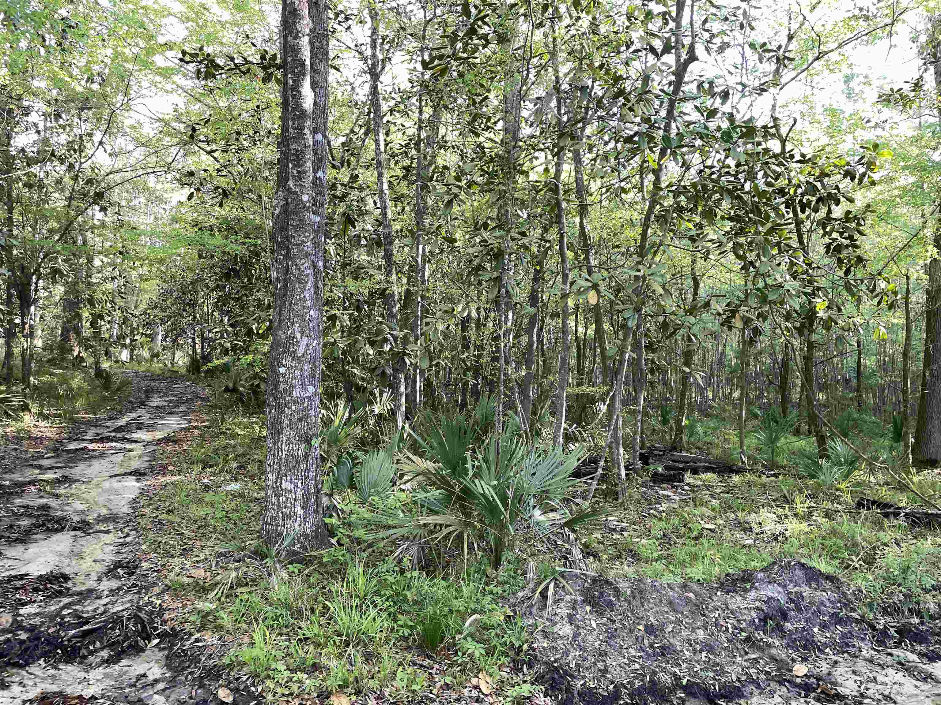 Mccook Road Quincy, FL 32351 - Photo 21 of 24