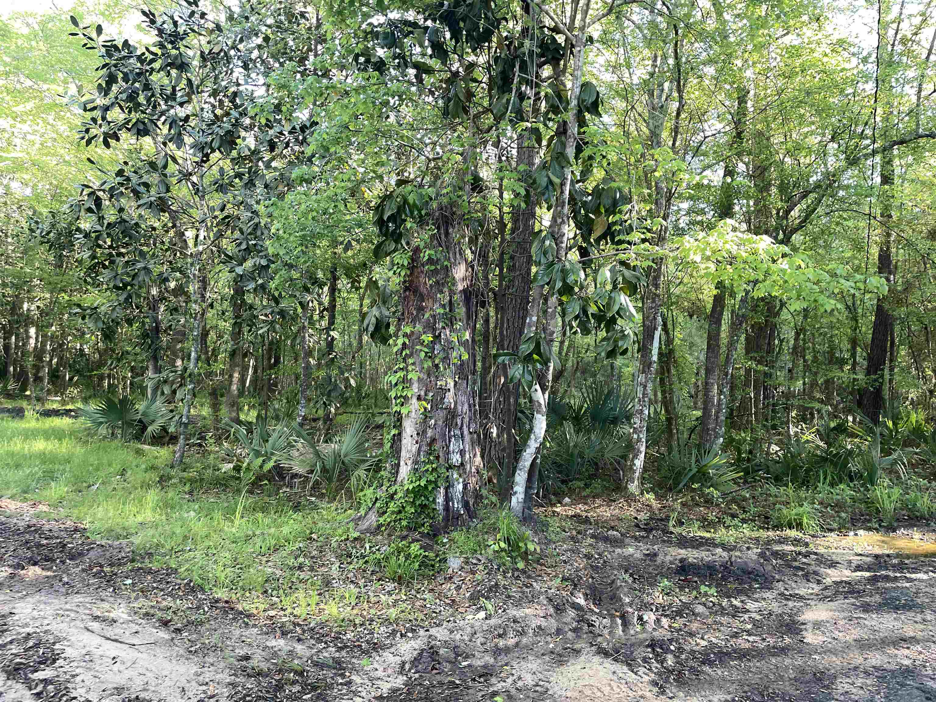 Mccook Road Quincy, FL 32351 - Photo 5 of 24