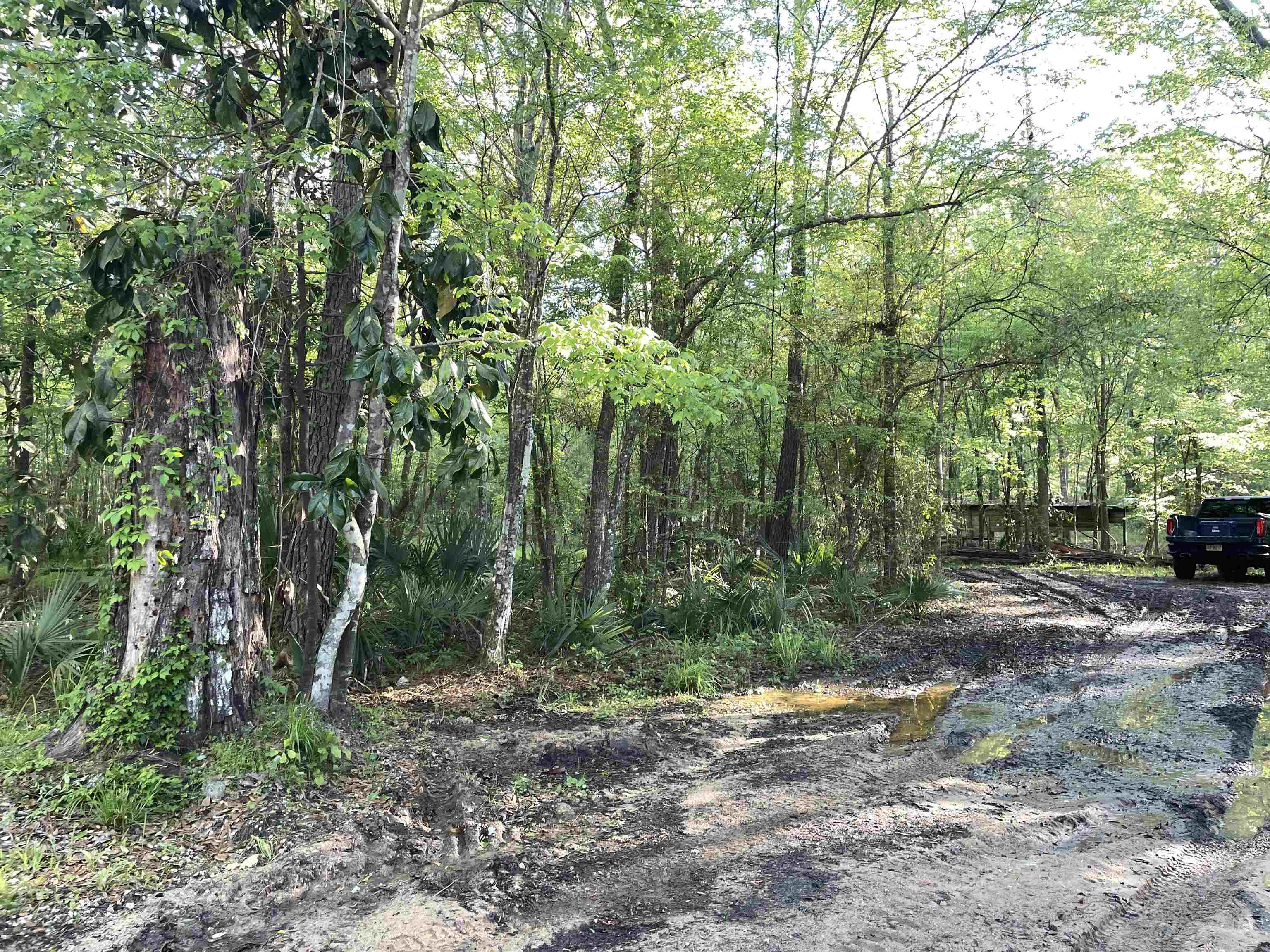 Mccook Road Quincy, FL 32351 - Photo 6 of 24