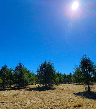 V/l Bischoff Road Arcadia, MI 49613 - Photo 15 of 16 Trees