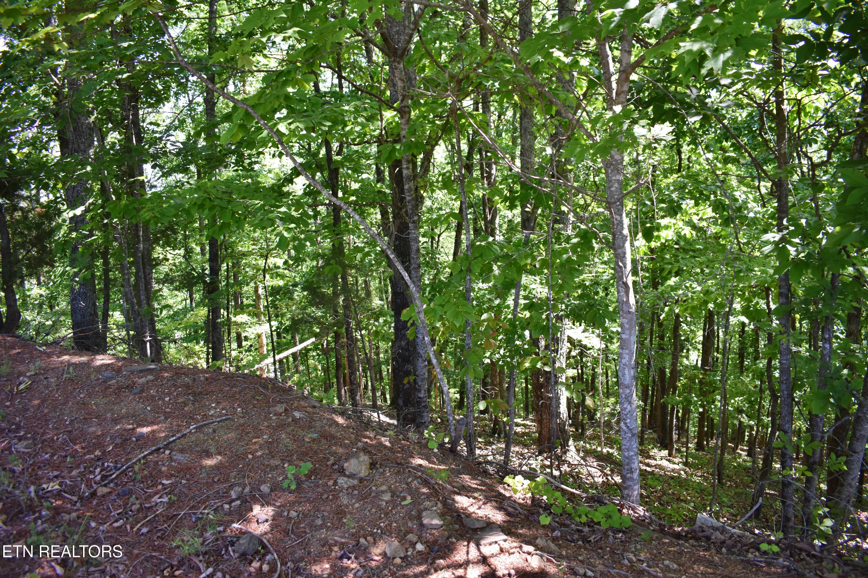 0 Flint Ridge Road Rockwood, TN 37854 - Photo 14 of 37 DSC_0645
