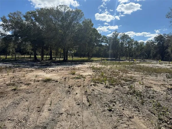 a view of a yard with a large tree