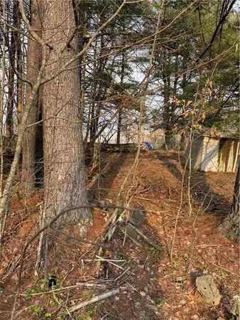 a view of a yard with plants and large trees