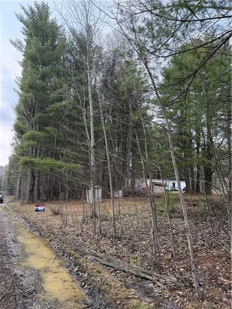 a view of a forest filled with trees