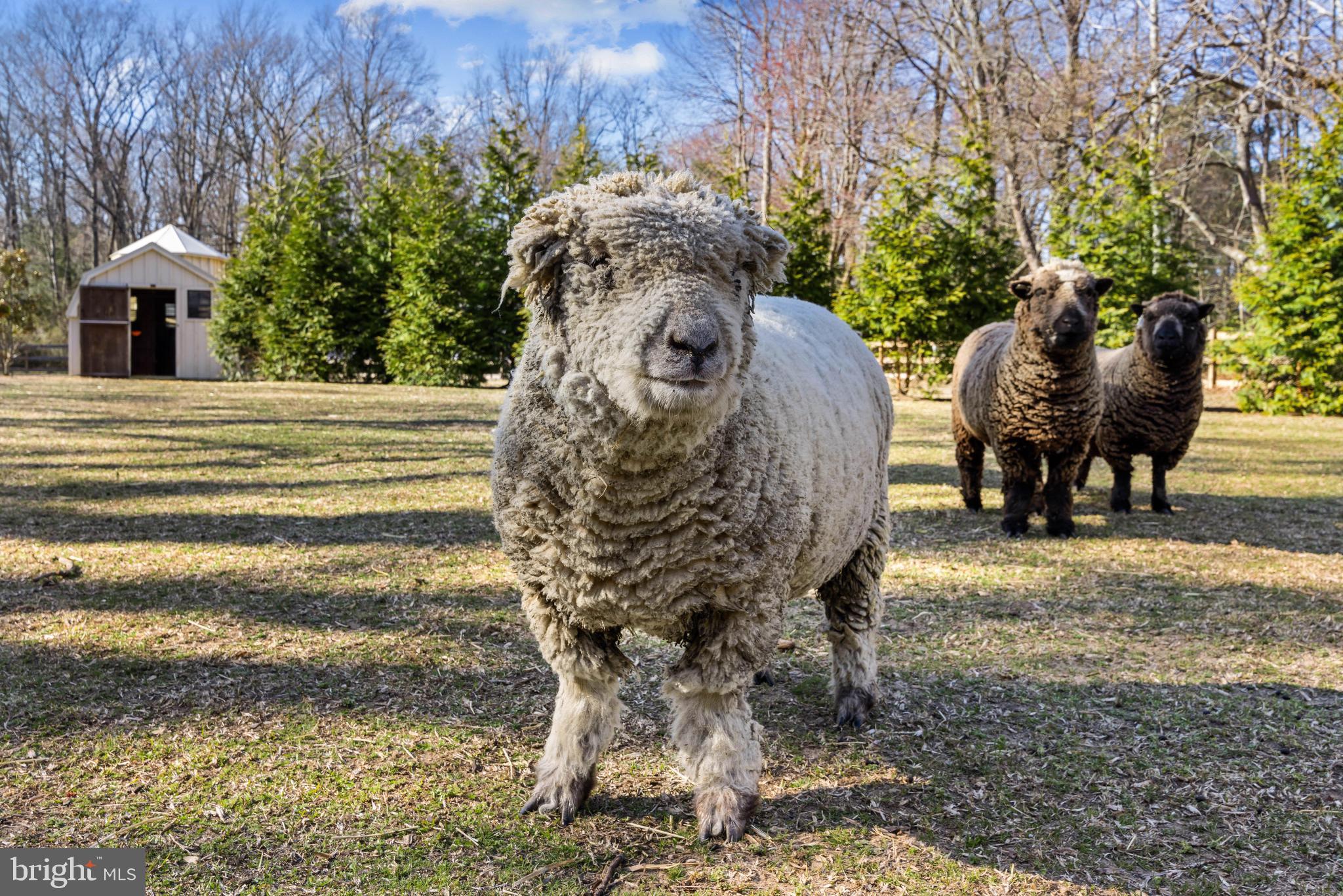 1344 Tydings Road Annapolis, MD 21409 - Photo 35 of 43 Ready for their close-up
