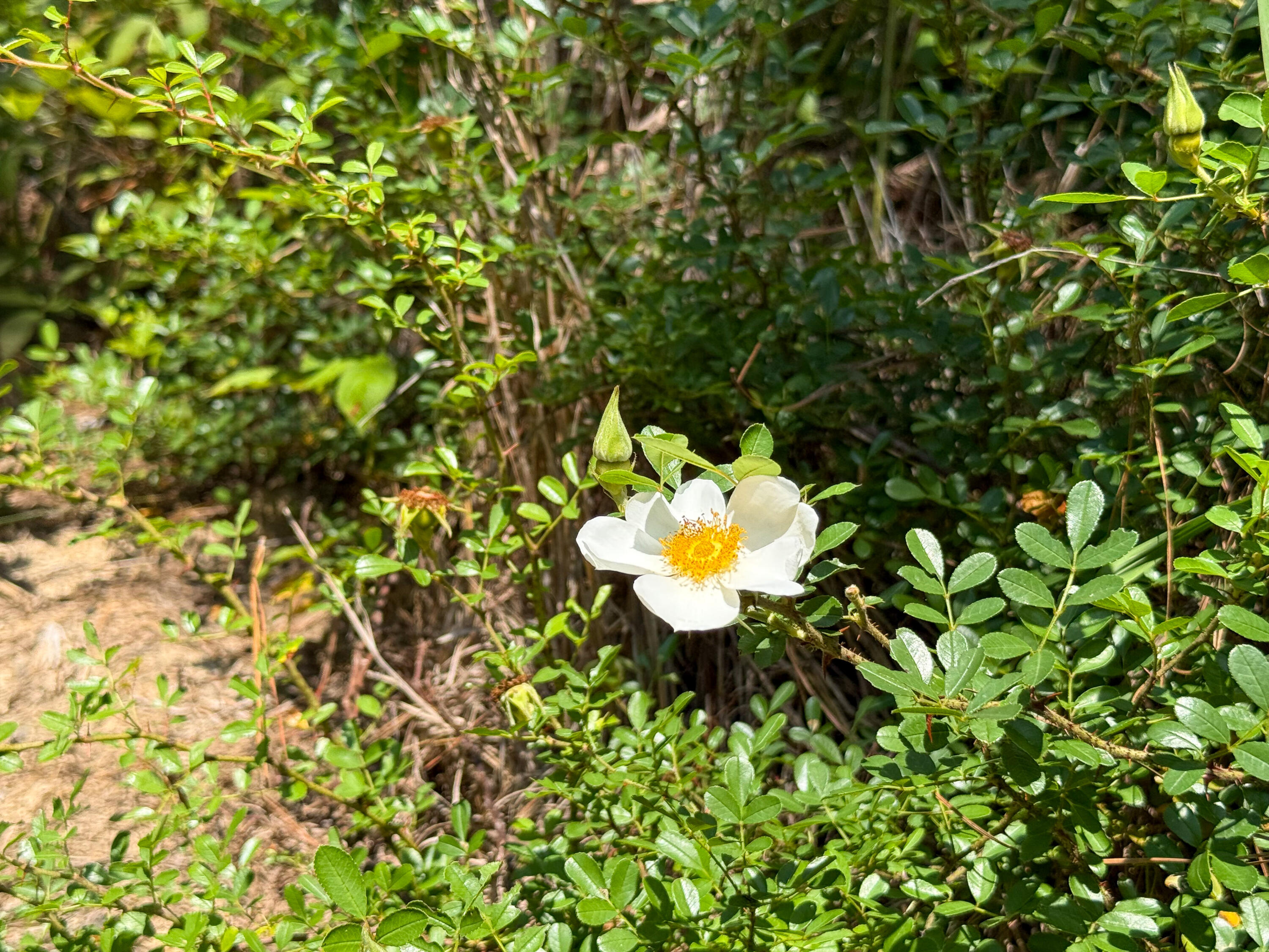 0 Buckhead Road Blair, SC 29015 - Photo 11 of 29 Compass South Land Sales Buckhead Road-1