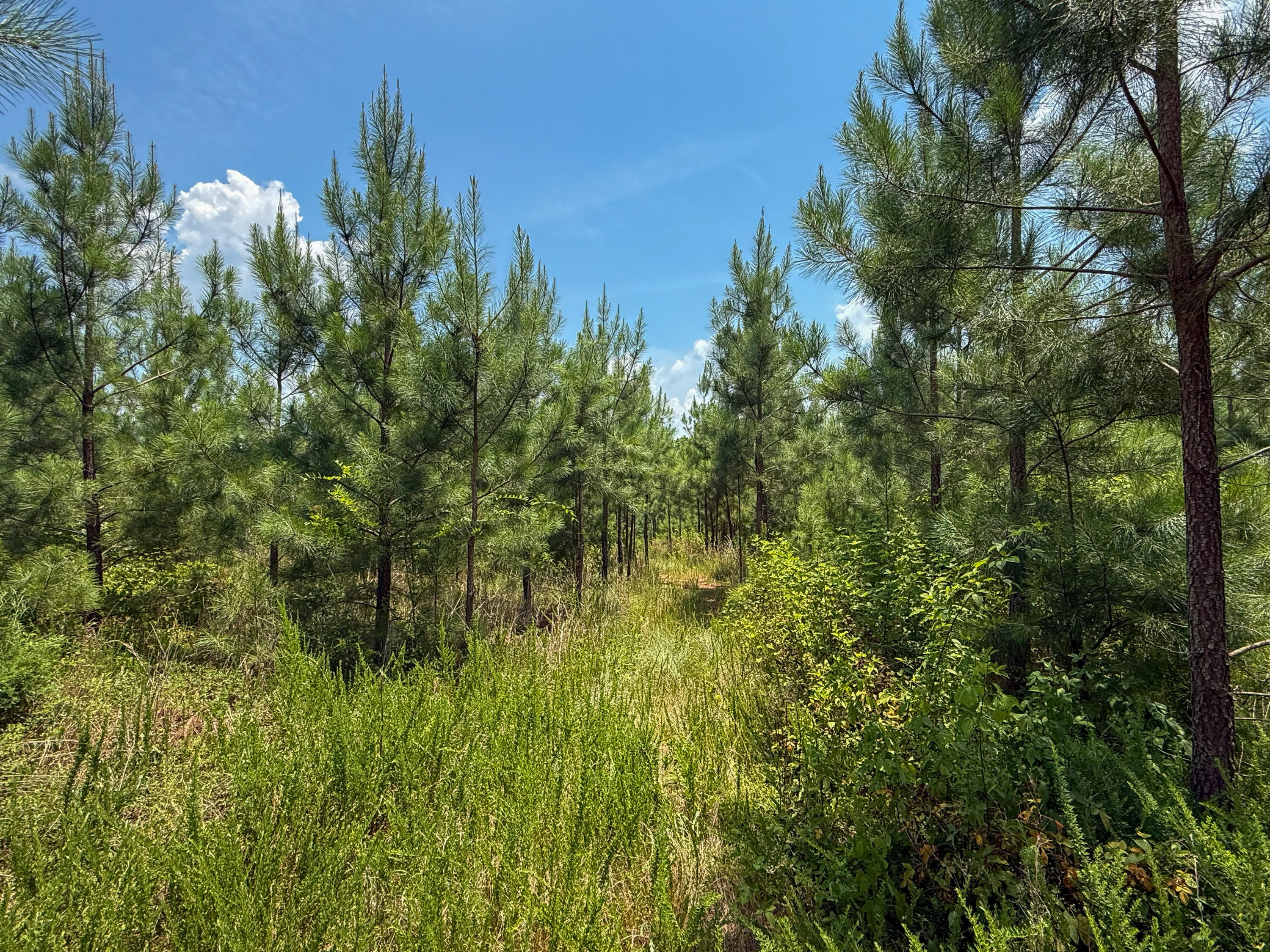 0 Buckhead Road Blair, SC 29015 - Photo 16 of 29 Compass South Land Sales Buckhead Road-1