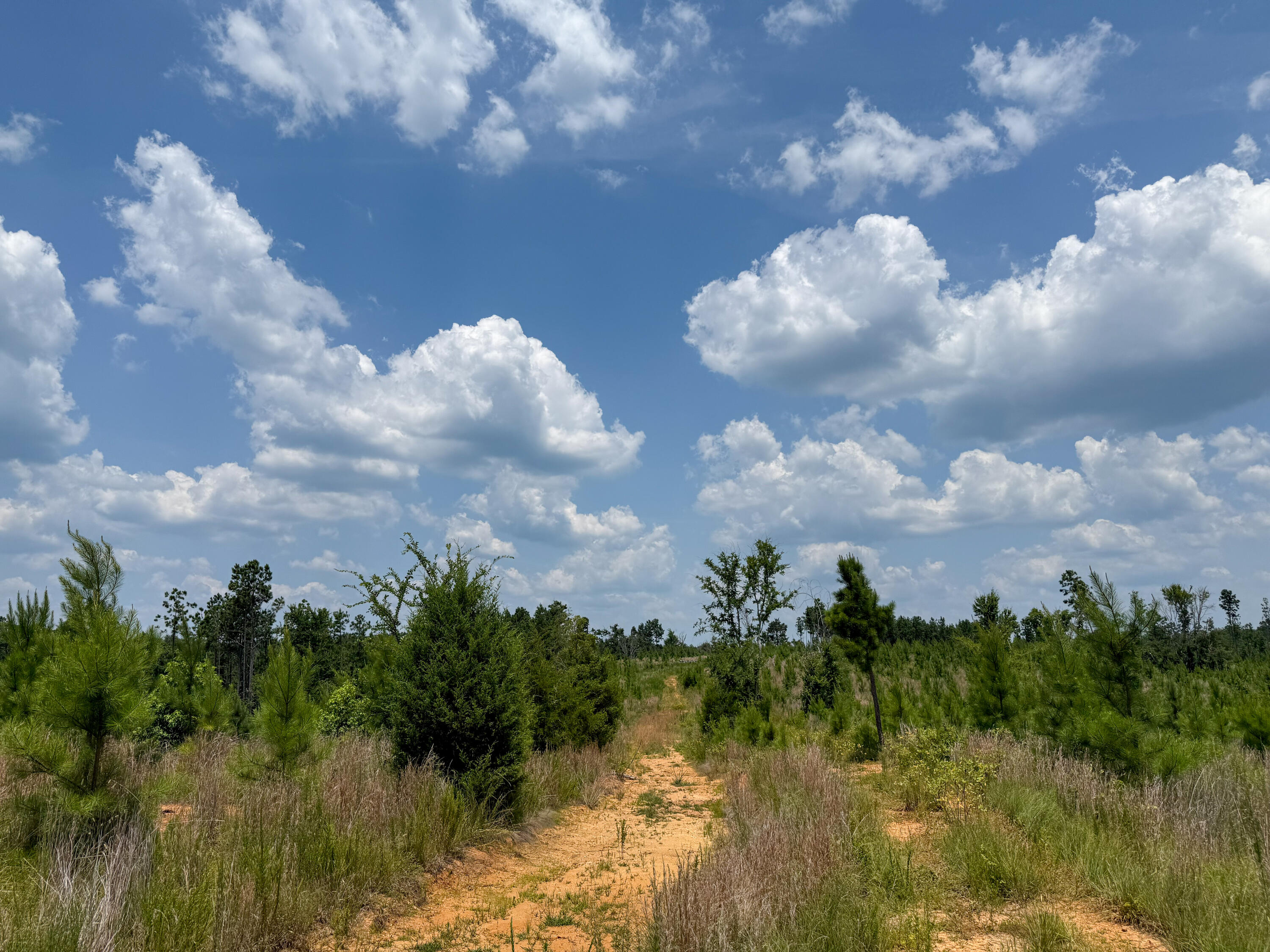 0 Buckhead Road Blair, SC 29015 - Photo 8 of 29 Compass South Land Sales Buckhead Road-0